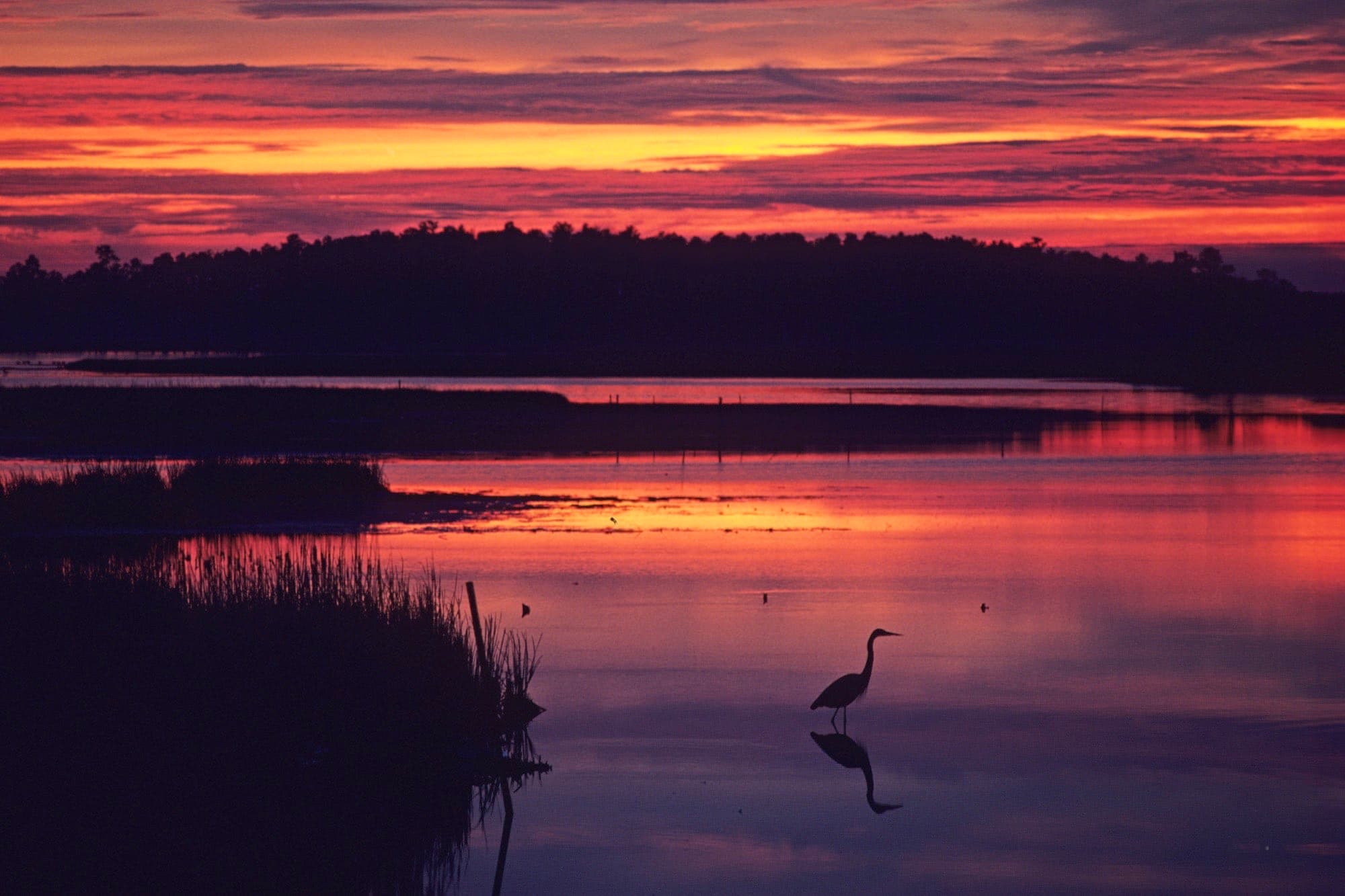 A great blue heron at sunset in a tidal salt marsh at Blackwater National Wildlife Refuge, Maryland