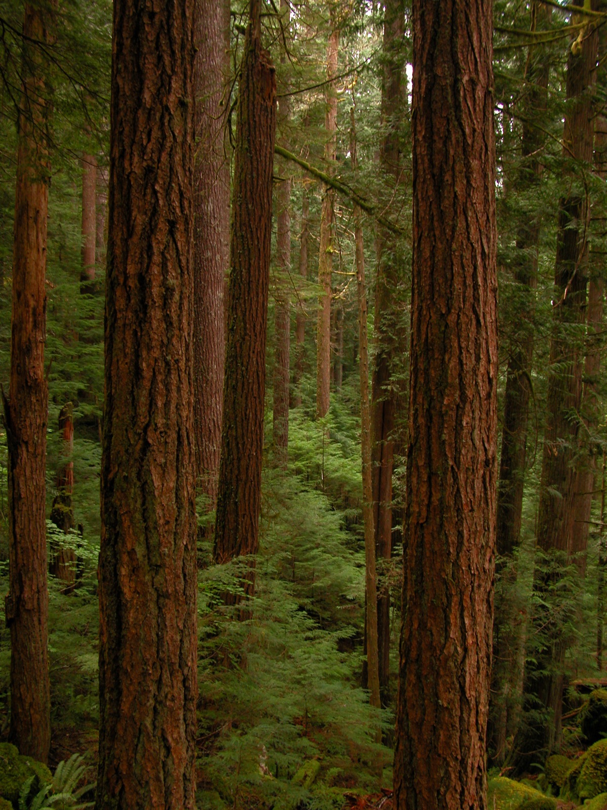 Olympic National Park, Glacier-capped mountains, old-growth temperate rainforest, and wild Pacific coastline inside a single park boundary