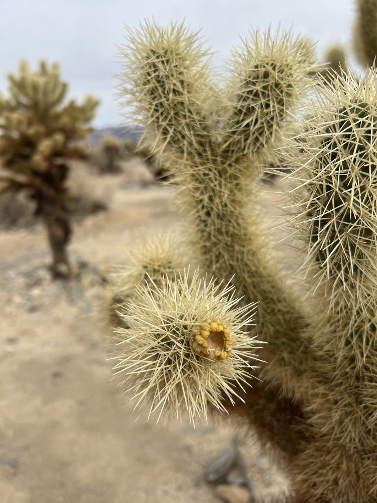 Joshua Tree National Park, Two deserts meeting — the Mojave and the Colorado